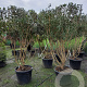 Osmanthus heterophyllus 150-175 cm container solitair 40-45