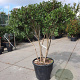 Osmanthus heterophyllus 150-175 cm container solitair 40-45