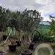 Osmanthus heterophyllus 150-175 cm container solitair 40-45