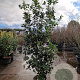 Osmanthus heterophyllus 175-200 cm 25L