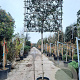 Osmanthus heterophyllus 200 cm stam container 14-16 hoge lei