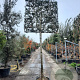 Osmanthus heterophyllus 200 cm stam container 20-25 leiboom