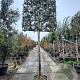 Osmanthus heterophyllus 200 cm stam container 20-25 leiboom