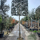 Osmanthus heterophyllus 200 cm stam container 20-25 leiboom
