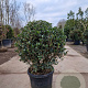 Osmanthus heterophyllus 90 cm 45L