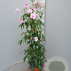 Pandorea jasminoides 70 cm 3,0L piramide