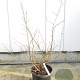 Parrotia persica 175-200 cm container meerstammig