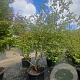 Parrotia persica 250-300 cm container meerstammig