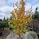 Parrotia persica 'Vanessa' 300-350 cm draadkluit extra verplant