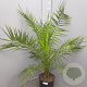 Phoenix canariensis 100-120 cm 9L