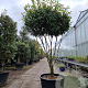 Photinia fraseri 'Robusta Compacta' 200-250 cm container 80 stam
