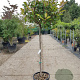 Photinia fraseri 'Red Robin' 100 cm stam container 10-12