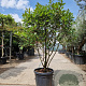 Photinia fraseri 'Red Robin' 140-160 cm container paraplu extra