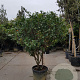 Photinia fraseri 'Red Robin' 150-175 cm container solitair 40-45