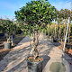 Photinia fraseri 'Red Robin' 150-175 cm container solitair 40-45