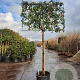 Photinia fraseri 'Red Robin' 180 cm stam container 16-18 lei 180x120