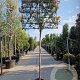 Photinia fraseri 'Red Robin' 200 cm stam container 14-16 hoge lei