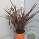 Phormium 'Rubra' GM C3