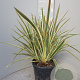Phormium tenax 'Variegatum' 40-60 cm 7L