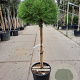 Pinus 'Marie Bregeon' 180 cm stam container 50-60