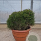 Pinus nigra Brepo 40-50 cm container bol