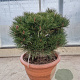 Pinus nigra Brepo 50-60 cm container bol