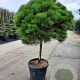 Pinus nigra Brepo 80 cm stam container bol 50-60
