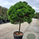Pinus nigra Brepo 80 cm stam container bol 50-60