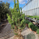 Pinus nigra 150-175 cm draadkluit meerstammig