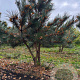 Pinus nigra 200-250 cm draadkluit meerstammig