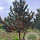 Pinus nigra 200-250 cm draadkluit meerstammig