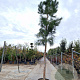 Pinus nigra 200 cm stam container 25-30