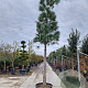 Pinus nigra 200 cm stam container 35-40