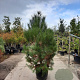 Pinus pinaster 200-250 cm container meerstammig