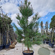 Pinus pinaster 200-250 cm container meerstammig