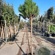 Pinus pinea 150 cm stam container 20-25 lei 150x150