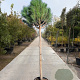 Pinus pinea 150 cm stam container 20-25 lei 150x150