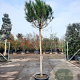 Pinus pinea 160 cm stam container 16-18