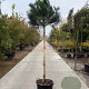 Pinus pinea 160 cm stam container 18-20