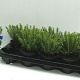 Hebe odora 'New Zealand Gold' 10-15 cm C1