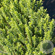 Hebe odora 'New Zealand Gold' 10-15 cm C1