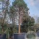Pinus ponderosa 100 cm stam container 50-60
