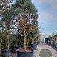Pinus ponderosa 100 cm stam container 50-60