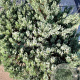 Pinus sylv. 'Watereri' 100-125 cm container meerstammig