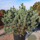 Pinus sylv. 'Watereri' 100-125 cm container meerstammig