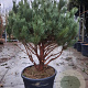 Pinus sylv. 'Watereri' 125-150 cm container paraplu
