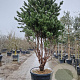 Pinus sylv. 'Watereri' 250-300 cm cont. 230L paraplu