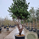 Pinus sylv. 'Watereri' 250-300 cm cont. 230L paraplu