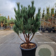 Pinus sylv. 'Watereri' 80-100 cm 30L