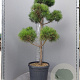 Pinus sylvestris 140-160 cm container bonsai